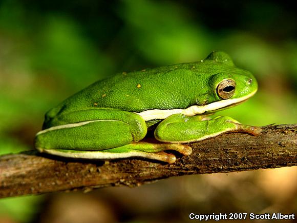 Green Treefrog (Hyla cinerea)