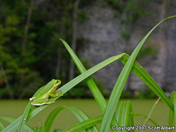 Green Treefrog (Hyla cinerea)