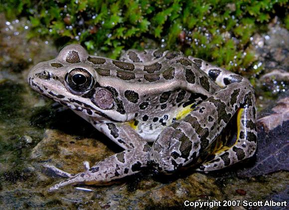 Pickerel Frog (Lithobates palustris)