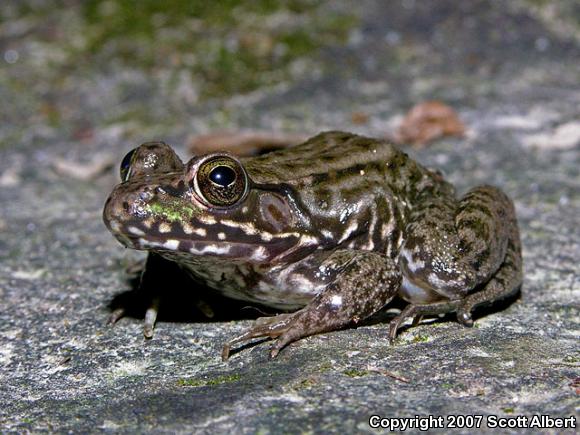 Northern Green Frog (Lithobates clamitans melanota)