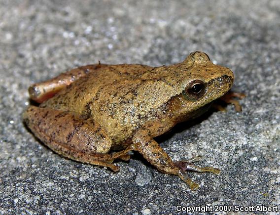 Northern Spring Peeper (Pseudacris crucifer crucifer)