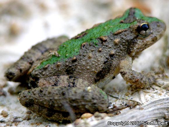 Blanchard's Cricket Frog (Acris crepitans blanchardi)