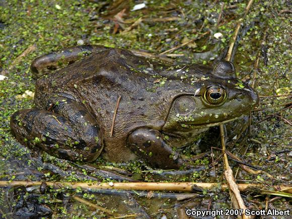 American Bullfrog (Lithobates catesbeianus)