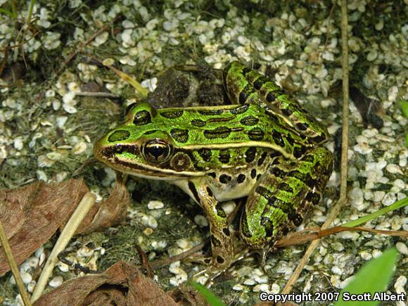 Northern Leopard Frog (Lithobates pipiens)