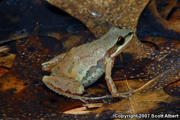 Upland Chorus Frog (Pseudacris feriarum feriarum)