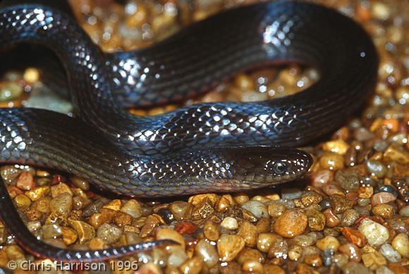 Carolina Swampsnake (Seminatrix pygaea paludis)