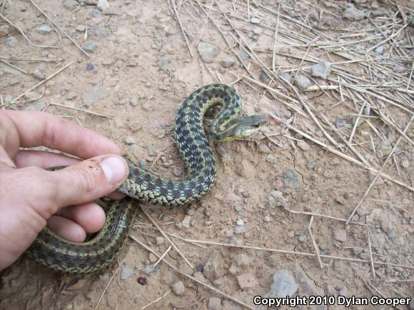 Eastern Gartersnake (Thamnophis sirtalis sirtalis)