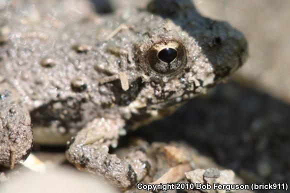 Eastern Cricket Frog (Acris crepitans crepitans)