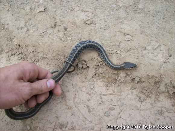 Eastern Gartersnake (Thamnophis sirtalis sirtalis)