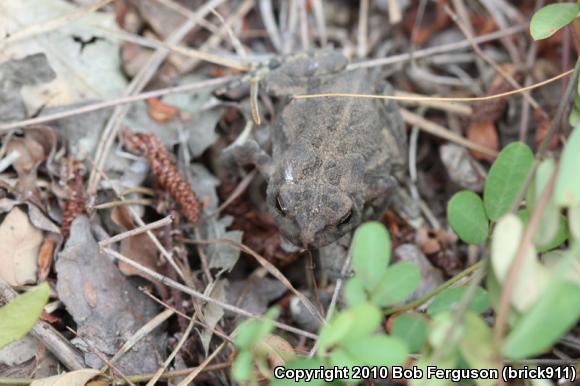 Fowler's Toad (Anaxyrus fowleri)