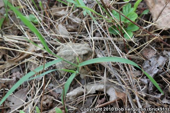 Fowler's Toad (Anaxyrus fowleri)