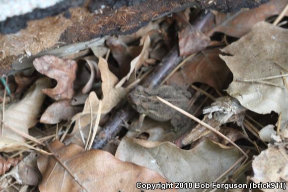 Fowler's Toad (Anaxyrus fowleri)