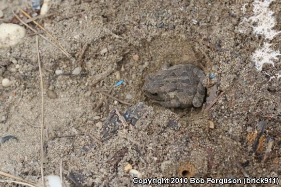 Fowler's Toad (Anaxyrus fowleri)