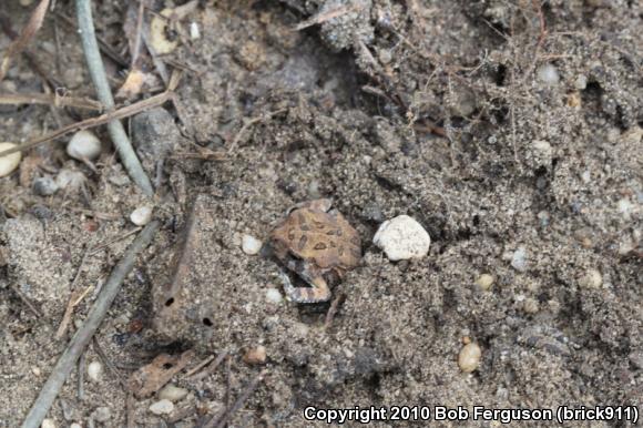 Fowler's Toad (Anaxyrus fowleri)