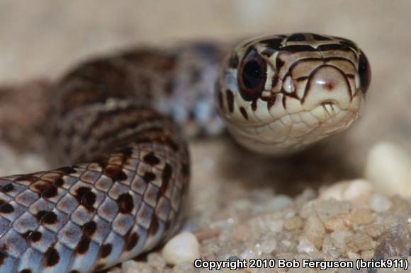 Northern  Black Racer (Coluber constrictor constrictor)