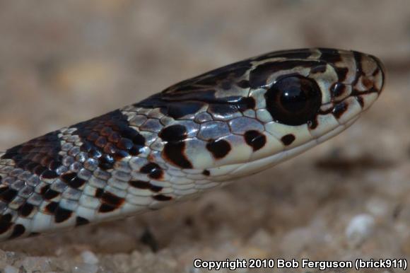 Northern  Black Racer (Coluber constrictor constrictor)