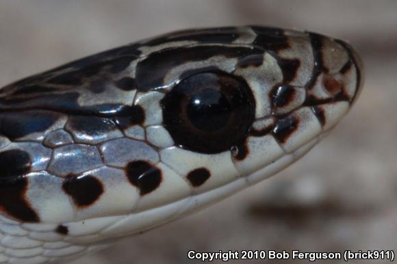 Northern  Black Racer (Coluber constrictor constrictor)