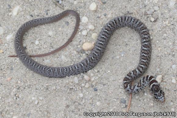 Northern  Black Racer (Coluber constrictor constrictor)