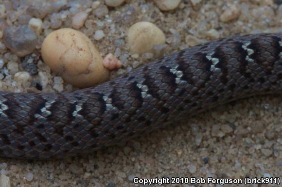 Northern  Black Racer (Coluber constrictor constrictor)