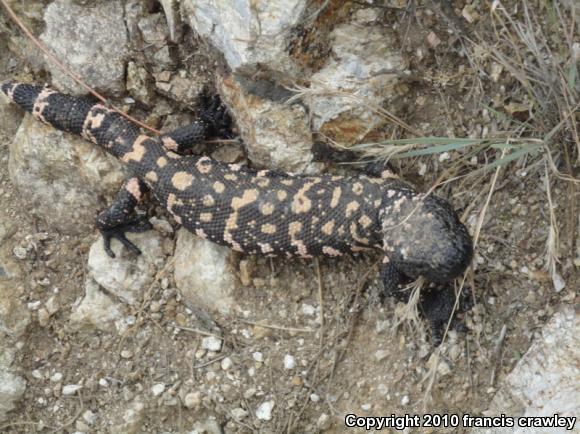 Reticulate Gila Monster (Heloderma suspectum suspectum)