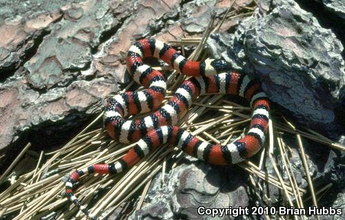 Sierra Mountain Kingsnake (Lampropeltis zonata multicincta)