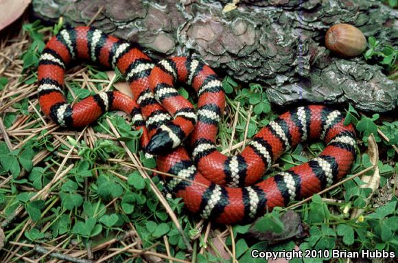 San Diego Mountain Kingsnake (Lampropeltis zonata pulchra)