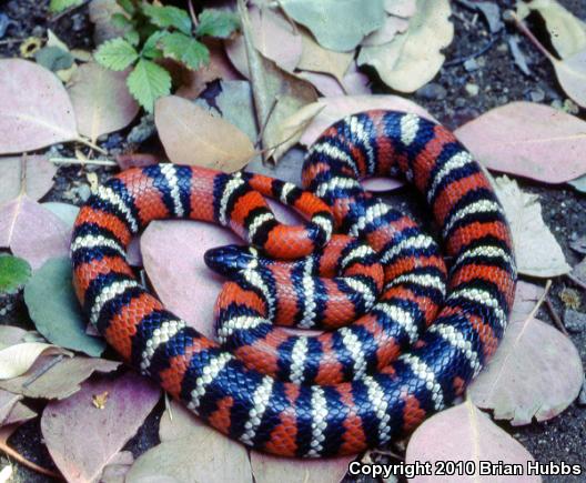 San Diego Mountain Kingsnake (Lampropeltis zonata pulchra)