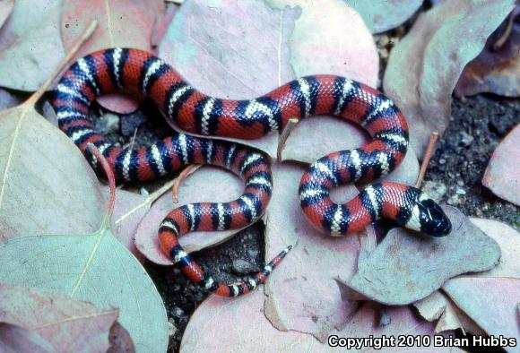 San Diego Mountain Kingsnake (Lampropeltis zonata pulchra)