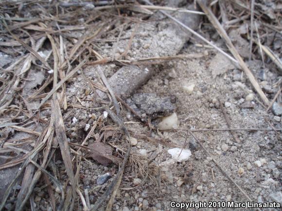 Gray Treefrog (Hyla versicolor)