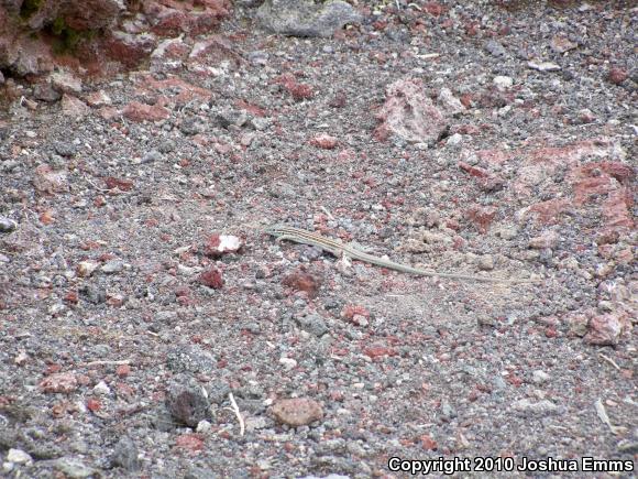 New Mexico Whiptail (Aspidoscelis neomexicana)