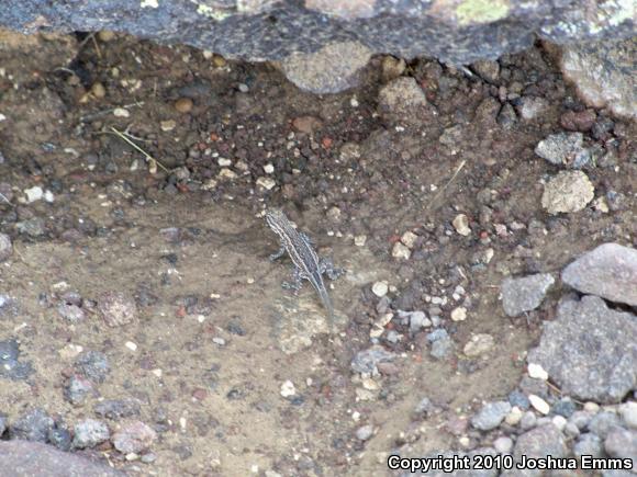 Eastern Side-blotched Lizard (Uta stansburiana stejnegeri)