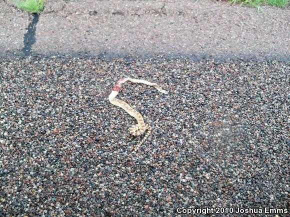 Sonoran Gopher Snake (Pituophis catenifer affinis)