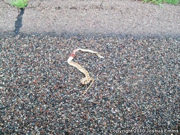 Sonoran Gopher Snake (Pituophis catenifer affinis)