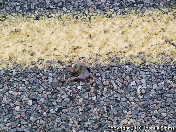 Couch's Spadefoot (Scaphiopus couchii)