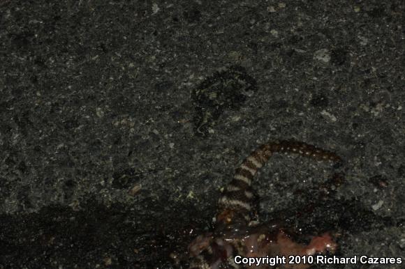 Southern Pacific Rattlesnake (Crotalus oreganus helleri)