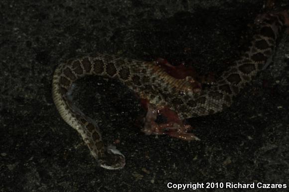 Southern Pacific Rattlesnake (Crotalus oreganus helleri)