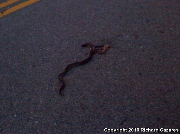 Southern Pacific Rattlesnake (Crotalus oreganus helleri)