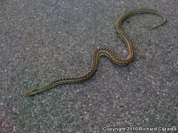 San Diego Gopher Snake (Pituophis catenifer annectens)