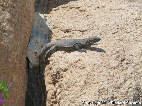 Peninsular Spiny-tailed Iguana (Ctenosaura hemilopha hemilopha)