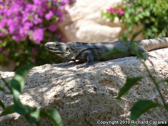 Peninsular Spiny-tailed Iguana (Ctenosaura hemilopha hemilopha)