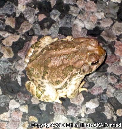 Great Plains Toad (Anaxyrus cognatus)