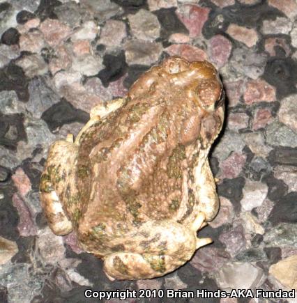 Great Plains Toad (Anaxyrus cognatus)