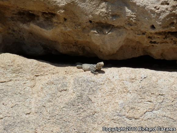 Peninsular Spiny-tailed Iguana (Ctenosaura hemilopha hemilopha)