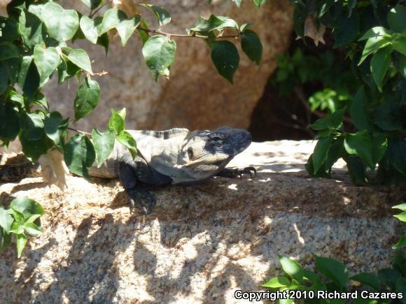 Peninsular Spiny-tailed Iguana (Ctenosaura hemilopha hemilopha)