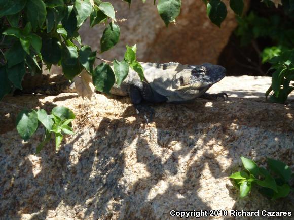 Peninsular Spiny-tailed Iguana (Ctenosaura hemilopha hemilopha)