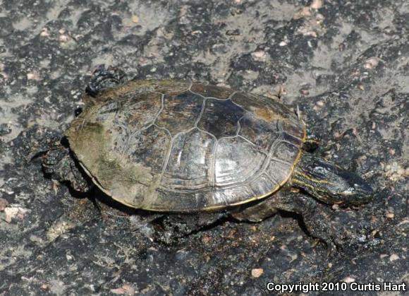 Western Painted Turtle (Chrysemys picta bellii)