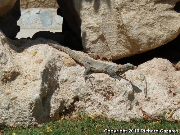 Peninsular Spiny-tailed Iguana (Ctenosaura hemilopha hemilopha)