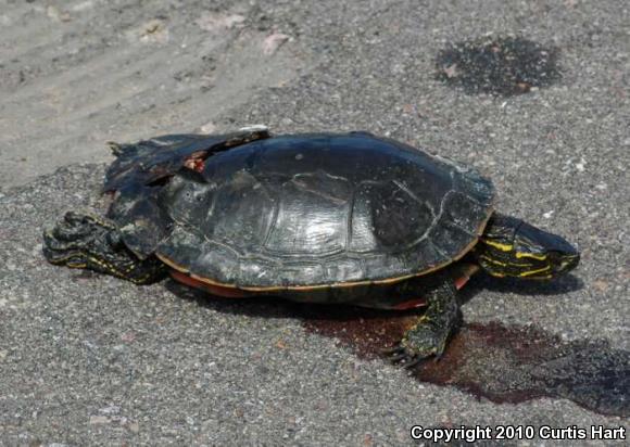 Western Painted Turtle (Chrysemys picta bellii)