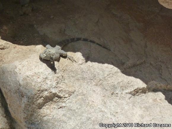 Peninsular Spiny-tailed Iguana (Ctenosaura hemilopha hemilopha)