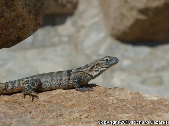 Peninsular Spiny-tailed Iguana (Ctenosaura hemilopha hemilopha)